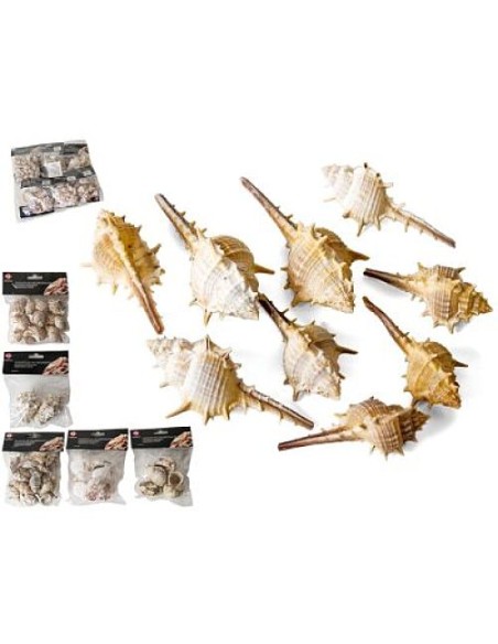 CARACOLAS 350GRS DECORACION  SURTIDAS