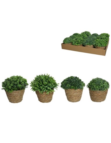 MACETA ALGAS CON ARBUSTIVAS SURT 15 CM