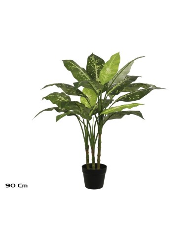 PLANTA DIEFFENBACHIA X 3 - 90 CM