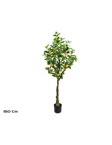 ARBOL LIMONERO X 24 - 150 CM