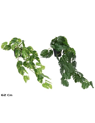 MACETA MONSTERA - POTUS X 51 - 62 CM (S)