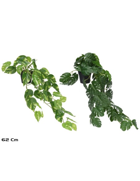 MACETA MONSTERA - POTUS X 51 - 62 CM (S)