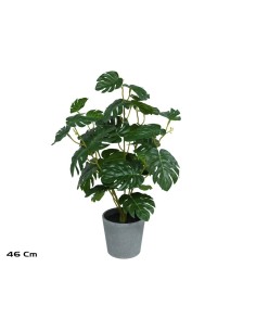 MACETA  MONSTERA X 36 - 46 CM