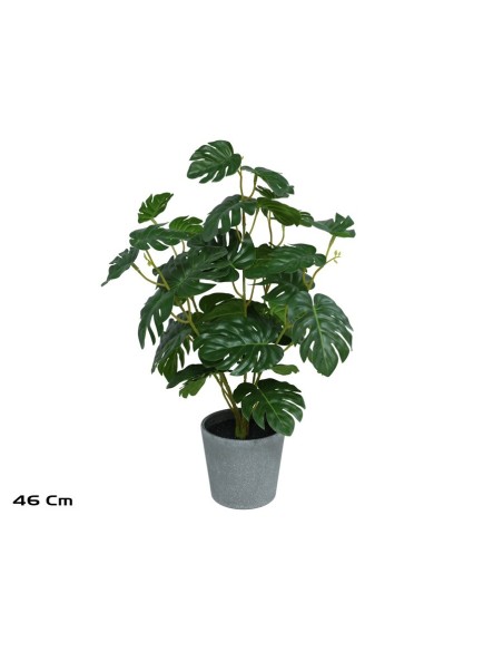 MACETA  MONSTERA X 36 - 46 CM