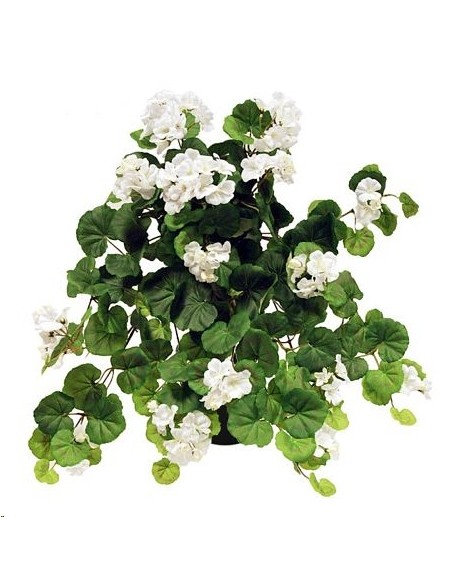 GERANIOX171 BLAN.c/MACET.10X10 (B216-2M)