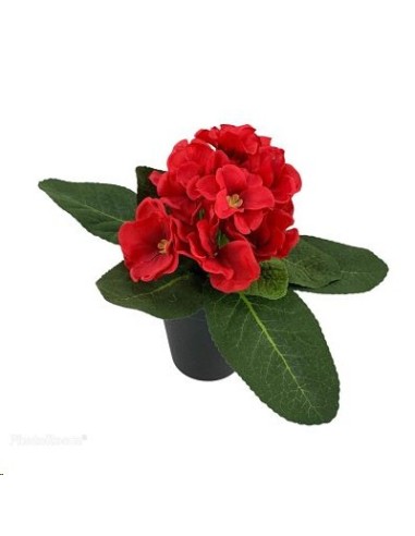 PL.PRIMULA ROJA 23cm C/MACETER