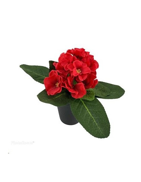 PL.PRIMULA ROJA 23cm C/MACETER