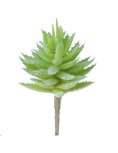 ALOE BREVIFOLIA VERDE CLARO (9752-23)