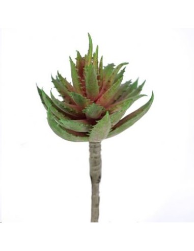 ALOE MACULATA FUCSIA-VERDE (9751-57)