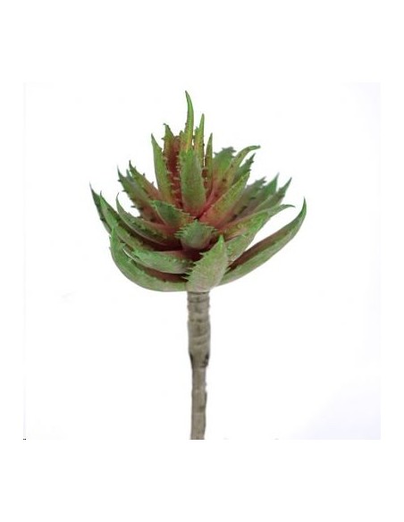 ALOE MACULATA FUCSIA-VERDE (9751-57)