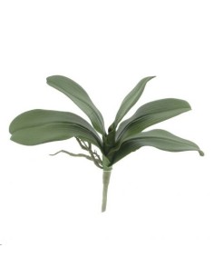 HOJA PHALENOPSIS X 5 (4413-09)