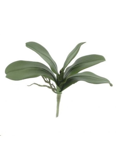 HOJA PHALENOPSIS X 5 (4413-09)