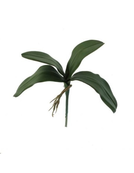 HOJA PHALENOPSIS X 4 (4412-09)