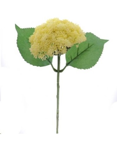 SEDUM CREMA (9755-01)