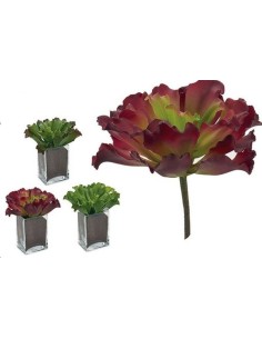 PLANTA HOJAS ONDULADAS 3 COL SURT