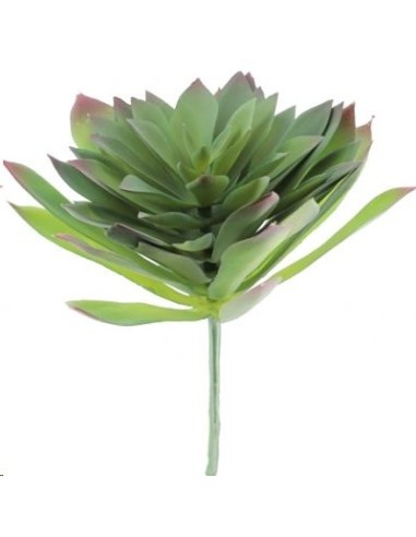 SEMPERVIVUM TECTORUM VERDE (9750-09)