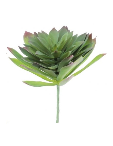 SEMPERVIVUM TECTORUM VERDE (9750-09)