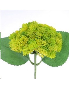 SEDUM VERDE (9755-09)