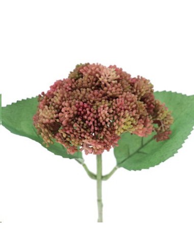 SEDUM FUCSIA (9755-07)