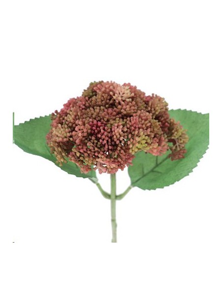 SEDUM FUCSIA (9755-07)