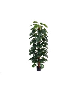 PLANTA MONSTERA X 63 T/ COCO 182 CM