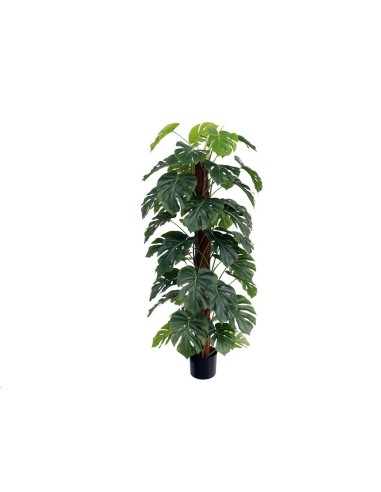 PLANTA MONSTERA X 48 T/ COCO 152 CM