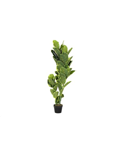 PLANTA PE 50X50X120 DRACENA VERDE