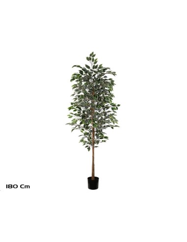 ARBOL FICUS VARIEGATA T/NATURAL -180 CM