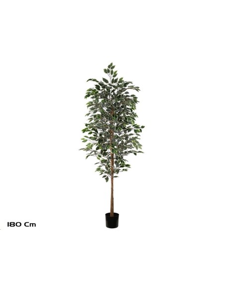 ARBOL FICUS VARIEGATA T/NATURAL -180 CM