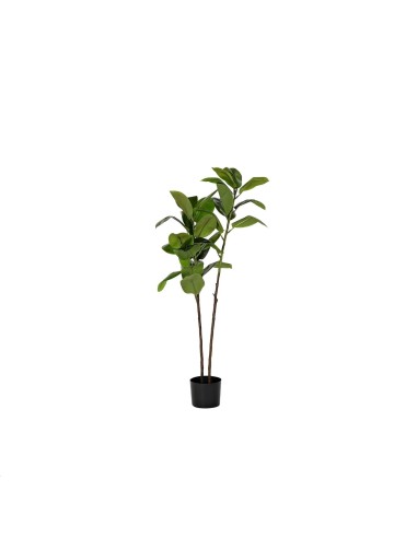 PLANTA PE 40X40X150 MAGNOLIO VERDE