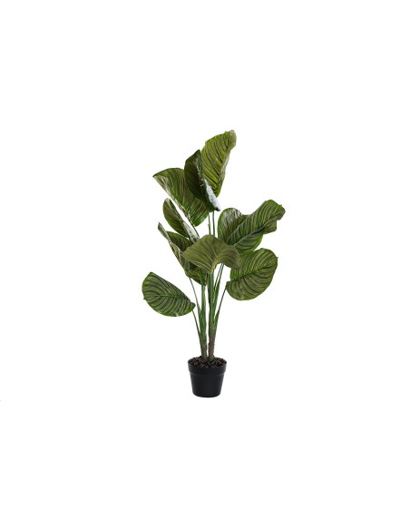 PLANTA PVC PP 50X60X102 CALATEA VERDE