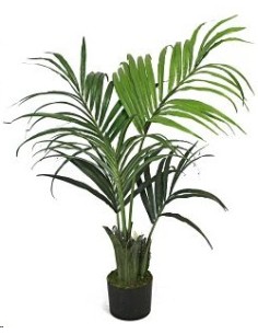 PALMERA KENTIA 120 CM