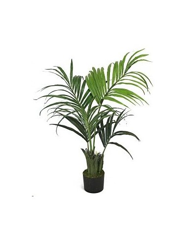 PALMERA KENTIA 120 CM