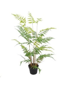 PL.HEL.CYATHEA C/MAC.110cm(18) (B551-1)