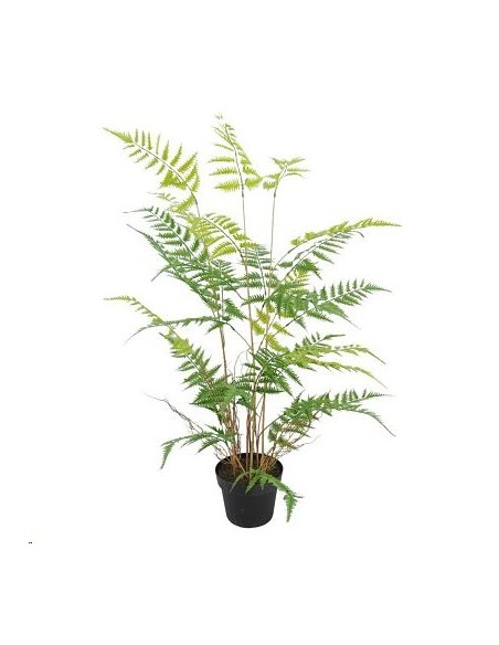 PL.HEL.CYATHEA C/MAC.110cm(18) (B551-1)