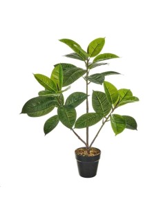 PLANTA FICUS PE 30 X 30 X 50 CM