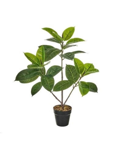 PLANTA FICUS PE 30 X 30 X 50 CM