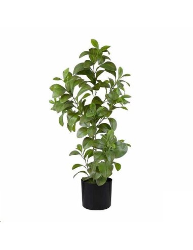 FICUS TROP. 80CM