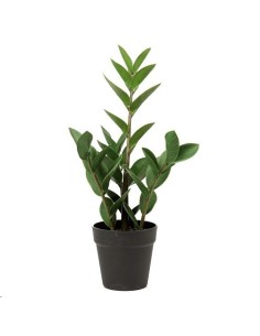 PL.ZANZIBAR C/MACETERO 50cm (G654-1)