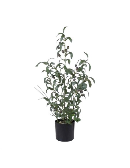 OLIVO 70CM