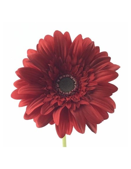 GERBERA