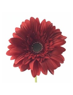 GERBERA (2292-08)