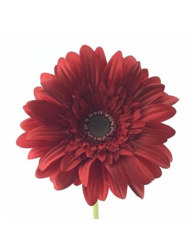 GERBERA (2292-08)