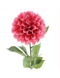 DAHLIA FUCSIA (2651-07)