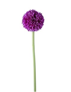 ALLIUM X 1 60CM LILA