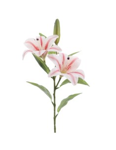 LILIUM X 2 (T.N.) (3073-54)