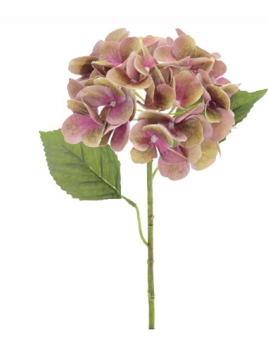 HYDRANGEA (T.N.) (3010-06)