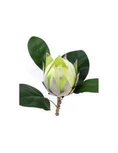 PROTEA (2089-09)