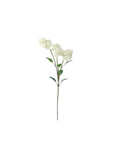 FILIPENDULA (4669-11)