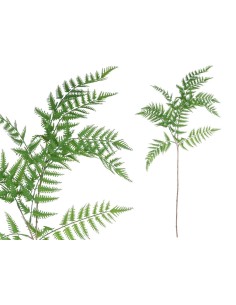 VARA HELECHO X 5 - 110 CM (VERDE)